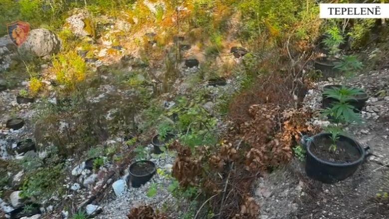 Kishte mbjellë vazo me kanabis në kanionet e Progonatit, pranga 57-vjeçarit (EMRI)