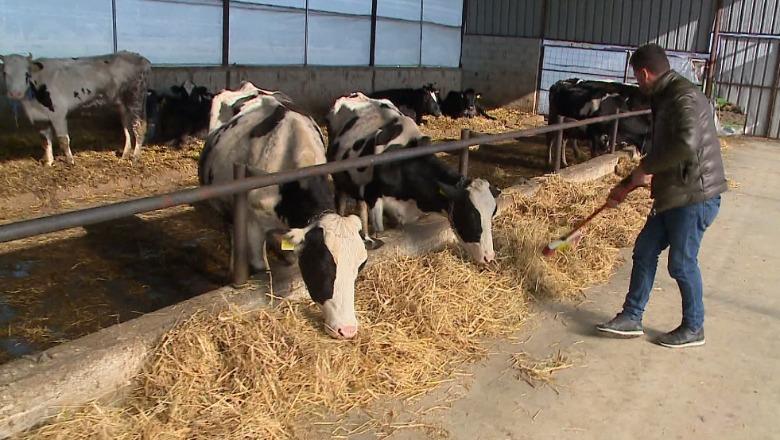 Skema kombëtare e bujqësisë, kualifikohen 21 mijë blegtorë e bletarë! AZHBR: Plotësoni dokumentet për 20 ditë