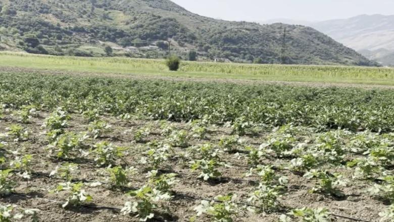  Tokat po thajnë për ujë në Drashovicë të Selenicës, fermerët: Kanalet nuk pastrohen! S’kanë as treg për produktet bujqësore
