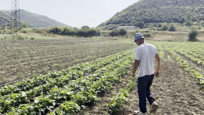 Drashovica përballet me mungesë uji, rrezikohet prodhimi bujqësor