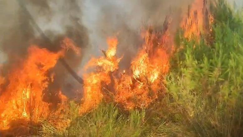 Zjarr i përmasave të mëdha në pyllin e Sodës, rrezikohen sipërfaqe pyjore
