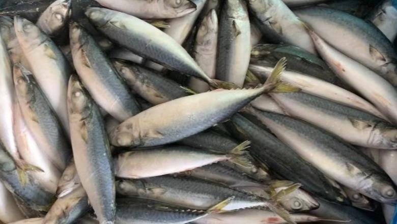 Peshk i ngrirë me kimikate mbi normat e lejuara, AKU: Kthejeni në pikat e shitjes! Produkti me origjinë nga Turqia u importua në Shqipëri përmes Greqisë