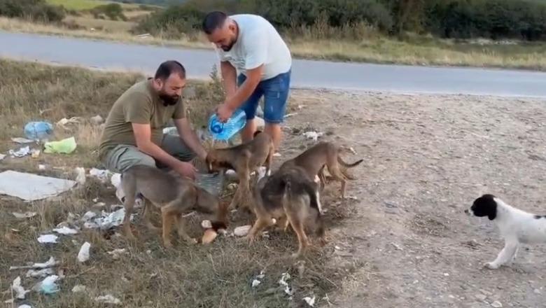 Mesazh sensibilizues në ditët e nxehta, fotografi Arian Mavriqi u jep ujë qenve endacakë