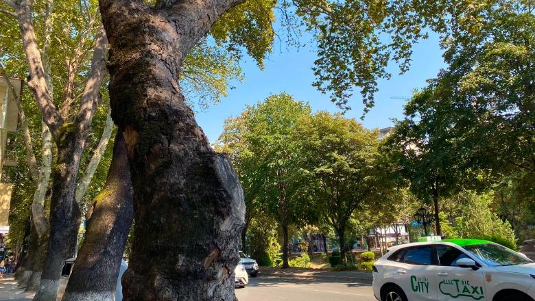 Pemët do të na shpëtojnë! Nuk duhet të ketë hile në rigjelbërim…