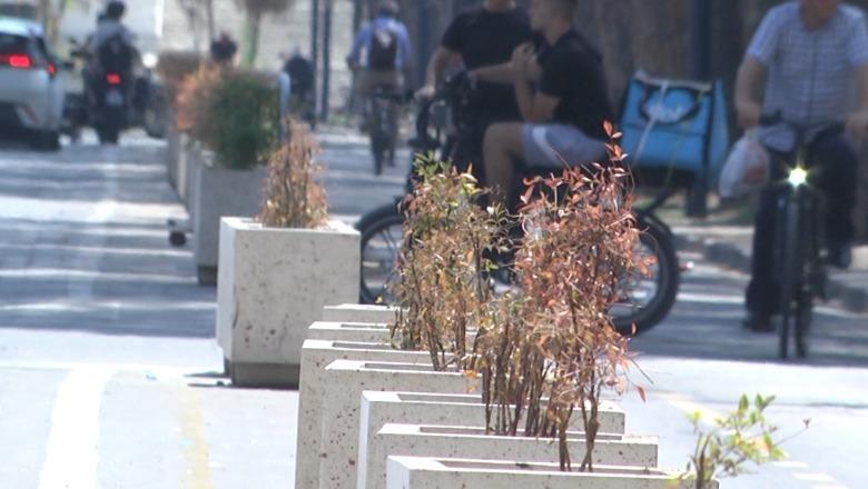 VIDEOLAJM/ Nuk u ujitën dhe s’u pastruan, thahen lulet në vazot e betonit te bulevardi Dëshmorët e Kombit