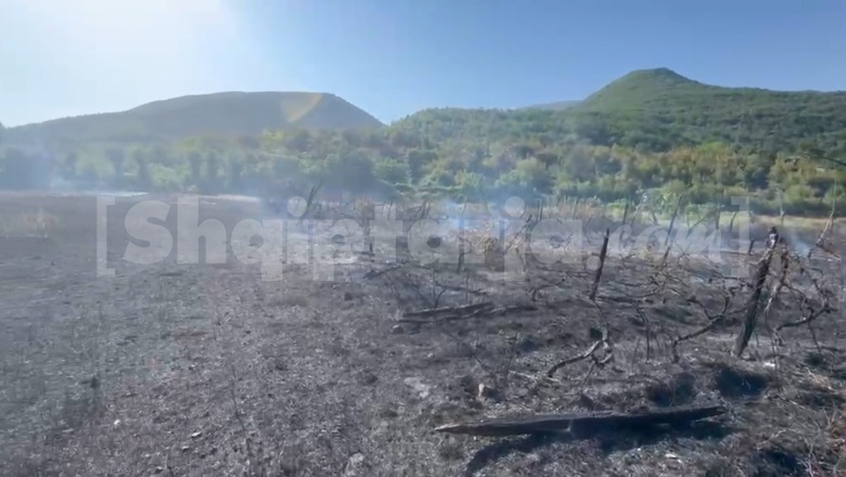 Zjarr në një fshat të Pukës, shmanget rreziku për banesat! Digjen 5 dynym sipërfaqe dhe pemë frutore