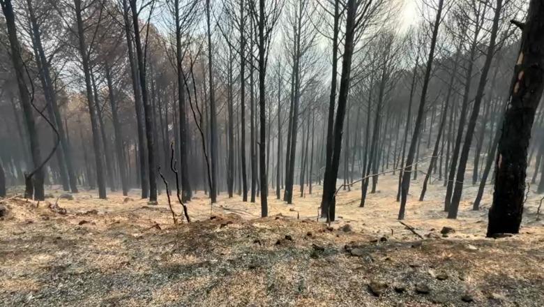 Zjarret/ Neutralizohet vatra në masivin pyjor të Peshtanit, digjen 7 dynymë shkurre