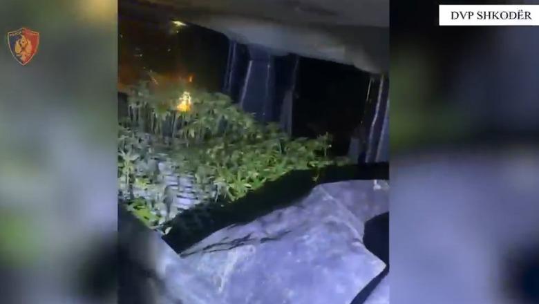 Dështon përpjekja për mbjelljen e kanabisit, sekuestrohen 2500 fidanë në një furgon në Vaun e Dejës! 2 të rinj në pranga
