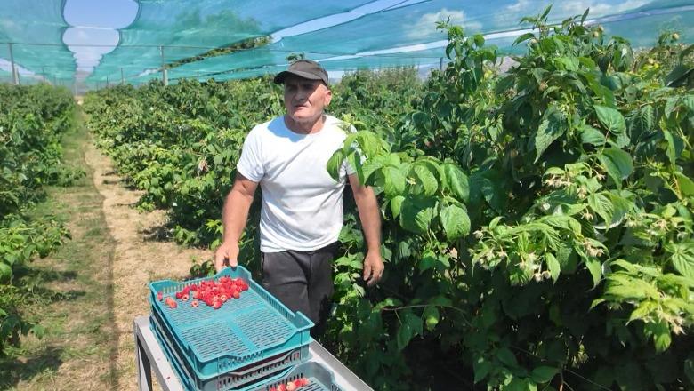 Qatip Doda, agronomi që u bë fermer: Si ‘e zbulova’ mjedrën, frutin ftimprurës me kërkesë të lartë në treg! Shitet deri në 800 lek/kg
