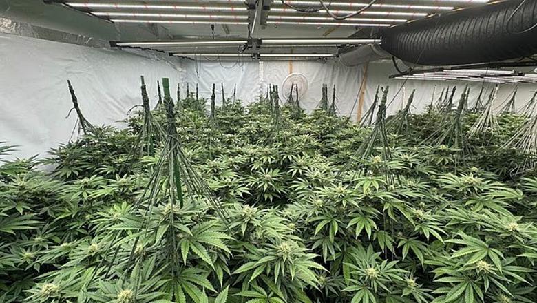 ‘Shtëpi bari’ në çdo rrugë, Daily Mail: Shqiptarët kanë 450 ferma kanabisi në Britaninë e Madhe