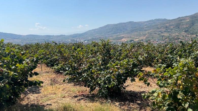 Lajthitë mbeten stok në Fier e Mallakastër, fermerët: Prodhimi është i bollshëm, por çmimi i dobët