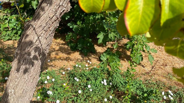 Frymëmarrja e lirë e Tokës në fshat ua freskon natën fshatarëve që s’e betonizuan!