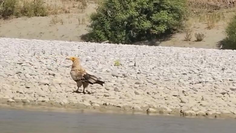 Pas shumë vitesh, shkaba egjiptiane rikthehet në Vjosë! Një nga shpendët më të rrallë të Europës