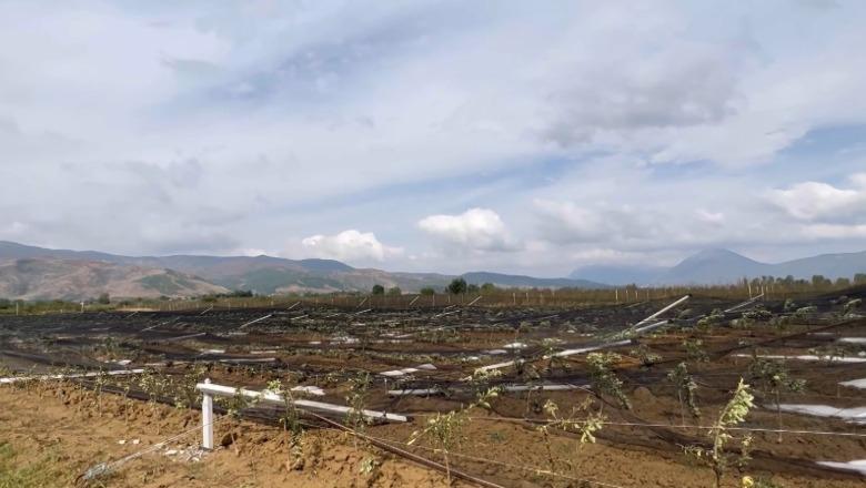 Për herë të parë bujqësi e siguruar! Skemë sipas modelit turk, shteti subvencionon fermerët për përmbytje e ngrica deri në 50%