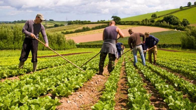 Kompensimi 10% për fermerët, Tatimet sqarojnë kushtet: Kush përfiton, dokumentet që duhen dhe kur hidhen paratë