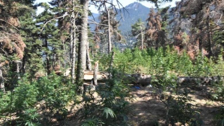 Policia greke shkatërron plantacionin gjigand të marijuanës në Peloponez, sekuestrohen 2,189 rrënjë kanabis, trafikantët humbin 3.3 milionë euro