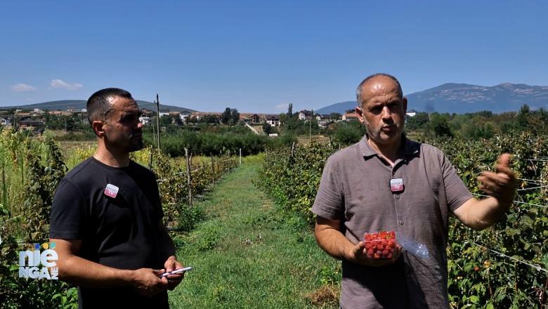 Rikthehet me sezonin e 5-të emisioni 'Një nga ne'/ Njihuni me dy kultivuesit e mjedrave në Kukës: Janë fitimprurëse, por kanë shumë sfida. Ja çmimi në treg