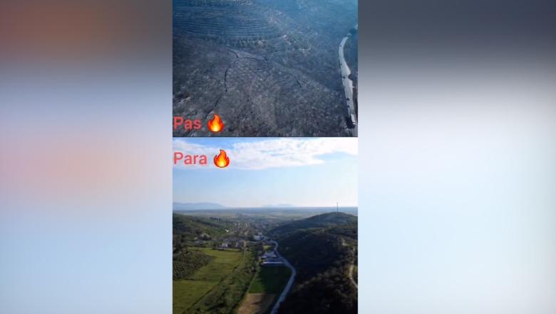 Fier/ Panorama e trishtë pas zjarrit në Levan, kodrat e gjelbra dhe tokat e mbjella kthehen në shkrumb