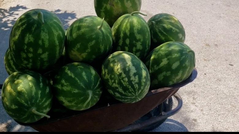 Dimal/ Dhjetëra kuintalë shalqi e pjepër kalben në fusha, Fermerët me tezga në rrugë: S’ka treg, s’mbulojmë shpenzimet