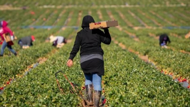 Papunësia zbret në 8.3% në 3-mujorin e dytë 2026, por rritet te të rinjtë! INSTAT: Mbi 104 mijë persona janë pa punë
