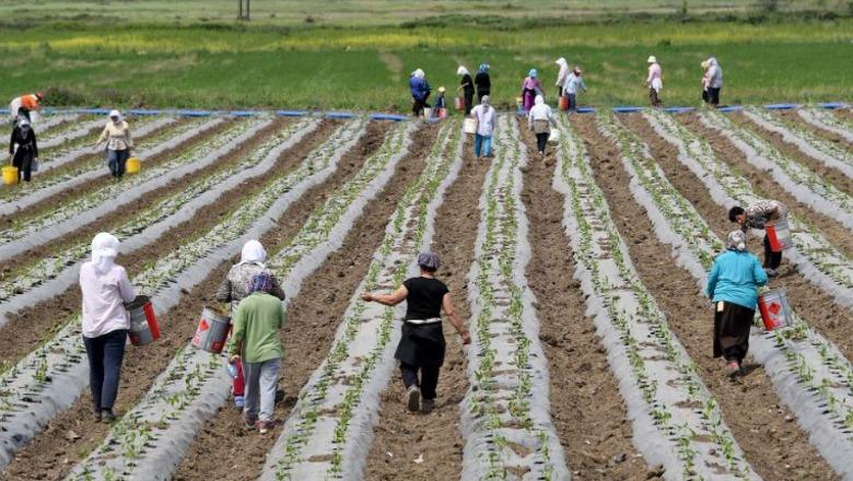 Shtyhet përsëri CENSI i bujqësisë, do realizohet në 2027-ën! Kostoja 11.7 mln euro