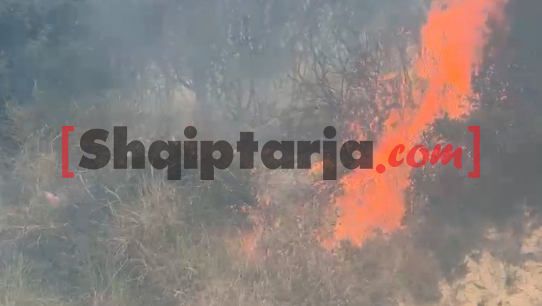 Zjarr në Shushicë të Vlorës, flakët iu afrohen banesave, por nuk ka rrezik! Digjen dhjetëra rrënjë ulliri (VIDEO)
