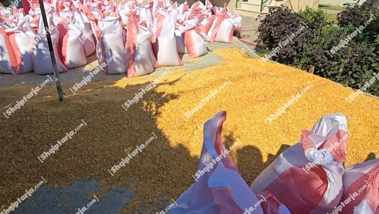Bie prodhimi dhe çmimi i misrit në Fier, fermerët: Jemi me humbje, plehrat kimike janë shumë të shtrenjta