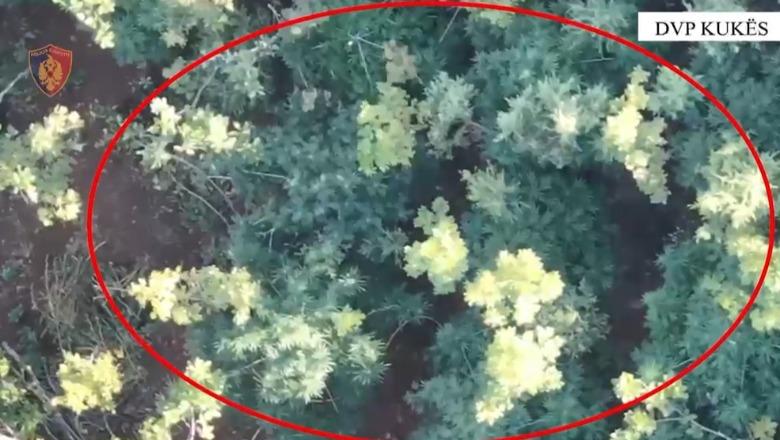 U gjet 50 metra larg parcelës me kanabis, pranga 38-vjeçarit në Tropojë! Zbardhen 2 vjedhje në Kukës, arrestohet autori