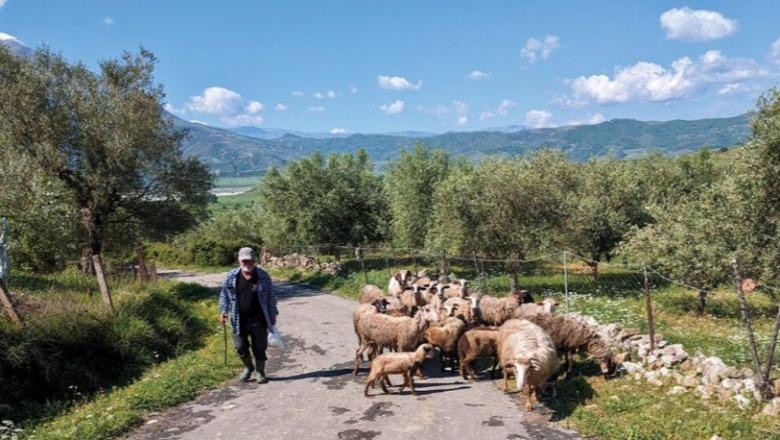 Vështirësi nga kostot dhe mungesa e subvencioneve, blegtorët letër me 7 kërkesa qeverisë! Kërkojnë heqje të akcizës së naftës e rialokim fondesh! Paralajmërojnë protesta