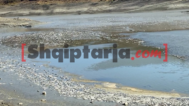 Lushnjë/ Thahet rezervuari i Kasharajt, tonelata peshqish të ngordhur në sipërfaqe