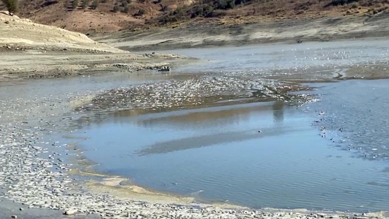 Lushnjë/ Thahet rezervuari i Kasharajt, tonelata peshqish të ngordhur në sipërfaqe