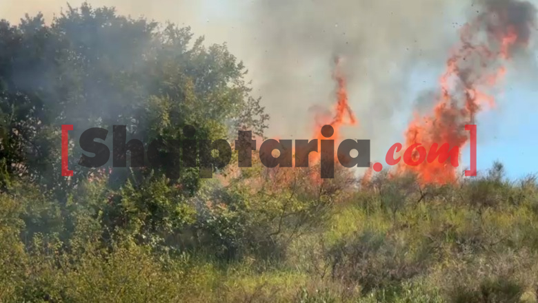 Ullinjtë shkrumbohen nga zjarri pranë Parkut të Apolonisë në Fier, banorët e dëshpëruar: Aty i kishim shpresat