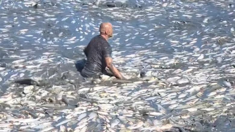 Tonelata me peshq të ngordhur te liqenit të Kasharajt në Lushnjë! Ministri Salla: Përgjegjëse Bashkia e Lushnjës! Nën hetim administratori i firmës që po rehabiliton digën