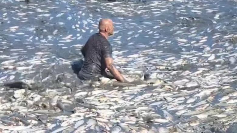 Pamjet të pazakonta në Lushnjë, rezervuari mbulohet nga peshqit e ngordhur! Korreshi: Një masakër, për të rregulluar hinkën e daljes është tharë e gjithë këneta (VIDEO)