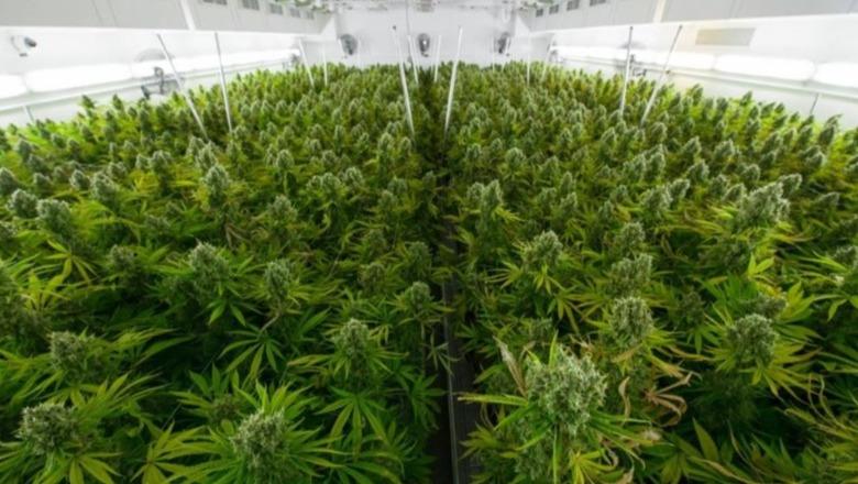 VKM/ Përcaktohen rregullat për cannabis-in mjekësor dhe industrial! Nga kontrolli i vazhdueshëm përmes kamerave 24/7, dronëve e satelitëve, tek sekuestrimi dhe konfiskimi
