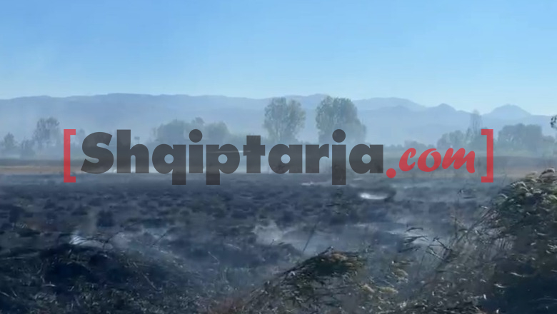 Zjarret në Peqin vijojnë me intensitet të lartë, pritet ndërhyrje nga ajri! Vatër edhe në Rrilë të Lezhës