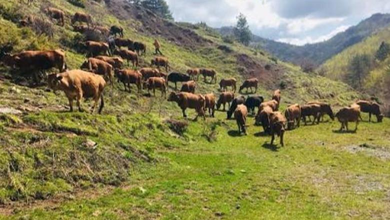 Has/ Shkoi të merrte lopët në mal por nuk u kthye më, 20-vjeçari zhduket pa gjurmë! (EMRI)