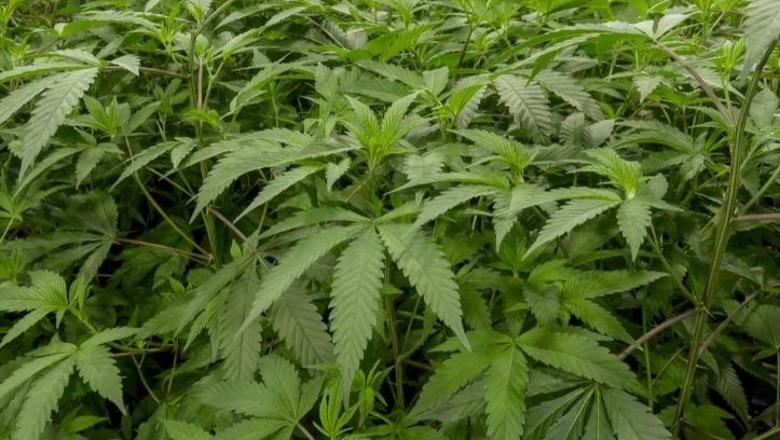 Platacion kanabisi brenda një godine të pabanuar, arrestohen dy shqiptarët në Gjermani
