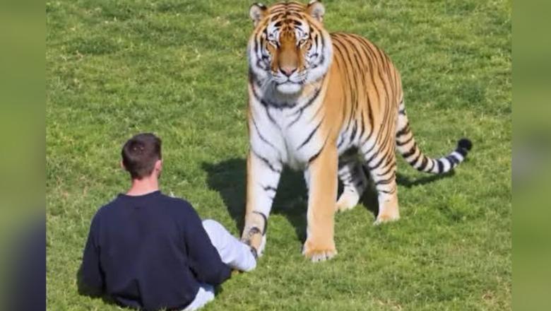 Angli/ I riu kapërcen rrethimin e kopështit zoologjik dhe gjunjëzohet para tigrit siberian, kafsha 190 kilogramëshe e shqyen për vdekje!