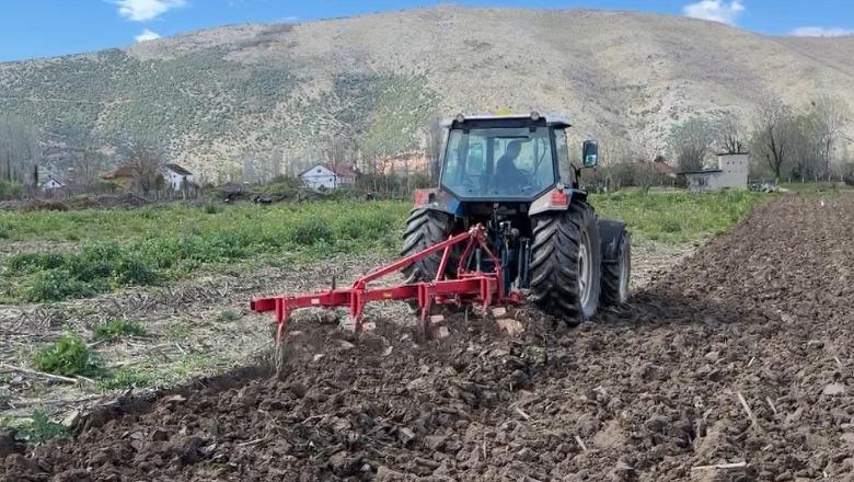 Kurbin/ Kosto të rritura e pa subvencione, fermerët në krizë: E kemi shumë të vështirë me këto çmime