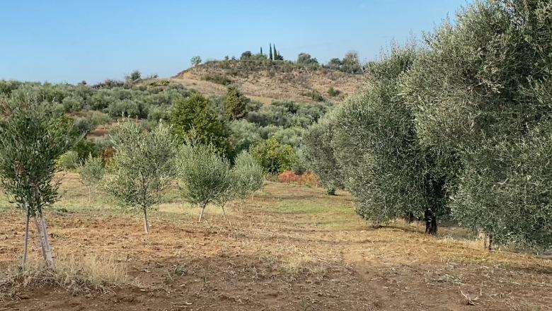 Prodhim i mbarë, por fitime të pakta! Fermerët e Lushnjes përballen me rënien e çmimit të vajit të ullirit dhe mungesën e fuqisë punëtore