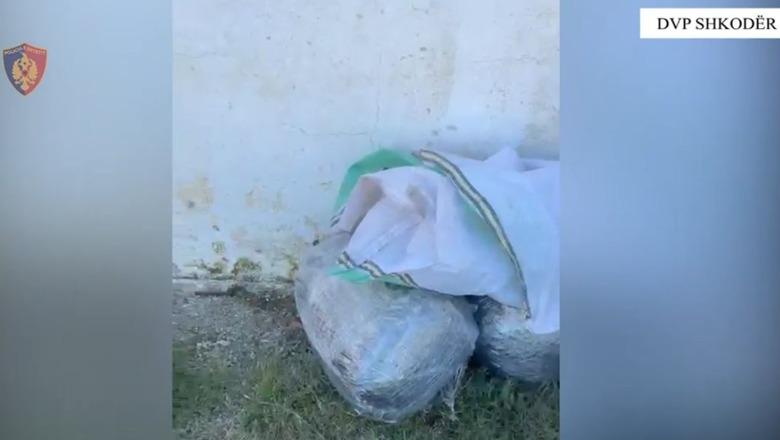 Shkodër/ Goditet grupi i trafikut të drogës, 4 në pranga! Sekuestrohen 265 kg kanabis dhe dy mina antitank