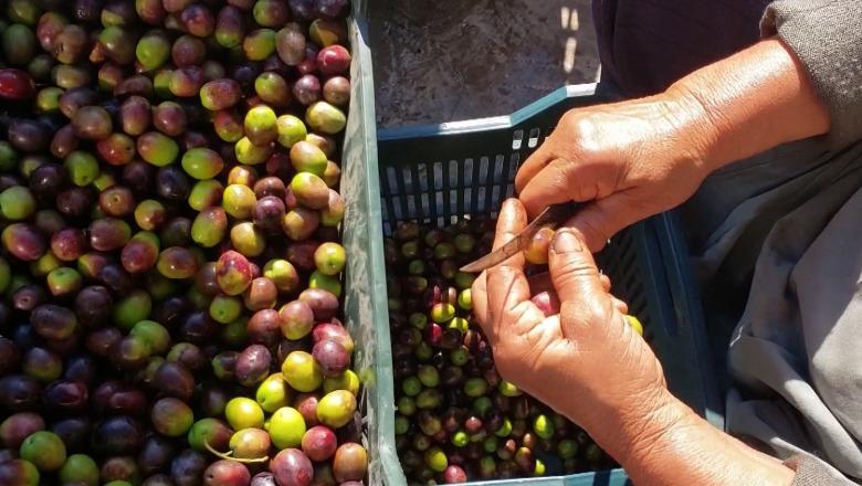 Fermerët e Beratit detyrohen të shesin ullinjtë nën kosto, nga fermeri tek konsumatori çmimi trefishohet