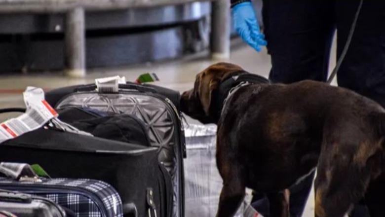 Dogana gjermane bllokon pakon drejt Shqipërisë, qeni nuhatës zbulon 32 lëkura pitoni të kontrabanduara